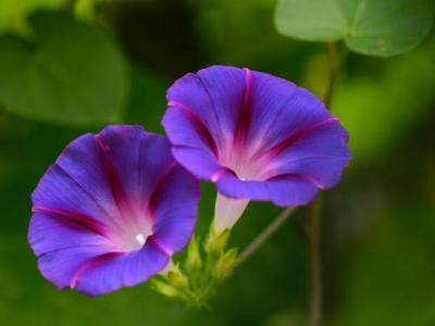 夏季有什么草花可以種