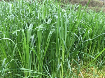 水庫護坡種植什么植物