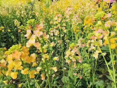 油菜花種子貴嗎