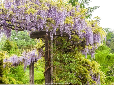 紫藤蘿花生長在哪里，如何種植呢？