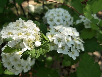 繡線菊哪個(gè)品種最好？