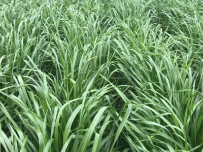 基本農田種植牧草