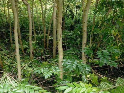 黃花梨開(kāi)花嗎？