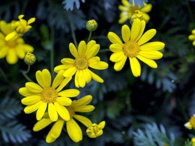 黃金菊夏天開花嗎？