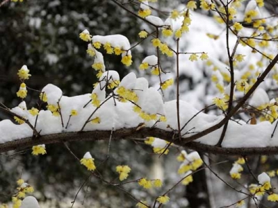 臘梅廣東開(kāi)花嗎？