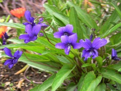 紫花地丁夏季開花嗎？