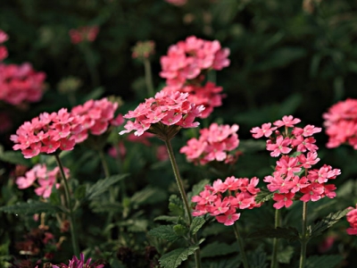 美女櫻秋季播種后開花嗎？