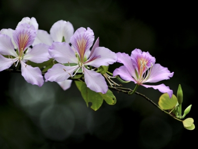 紫荊花開花的季節(jié)是什么時候？