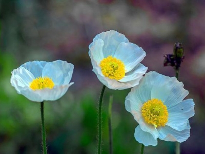 虞美人多少天發(fā)芽開花？