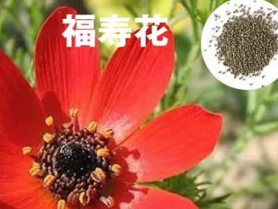 福壽花的種植方法及注意事項