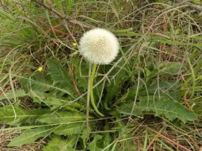 東北農村草地上的花有哪些？