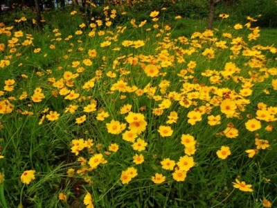 金雞菊春天播種當年能開花嗎