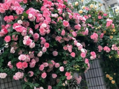 藤本月季種植當年開花嗎