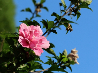 木槿花6月份可以移植嗎？