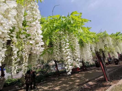 紫藤花有樹狀的嗎？