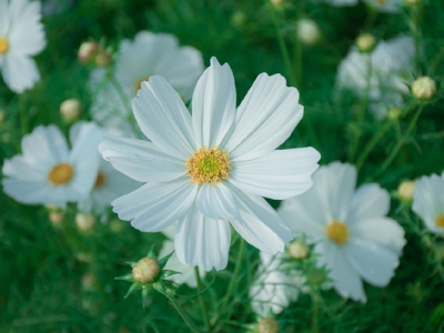 格桑花種子幾月份播種幾月開花？