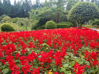 七月份播種的花卉種子當(dāng)年開花的有那些？