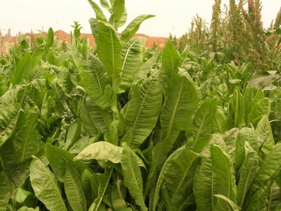 多年生高產牧草品種介紹