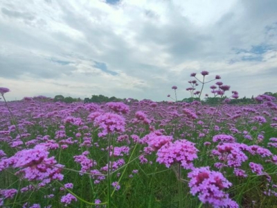 柳葉馬鞭草幾月份能開花？