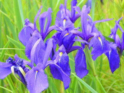 馬蓮花開花什么顏色？