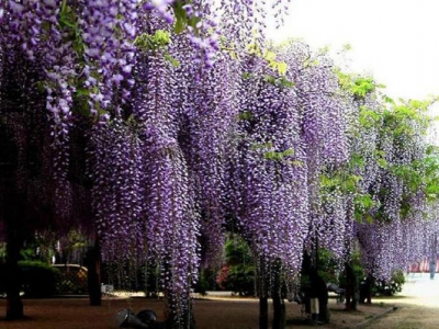 紫藤夏天會開花嗎？