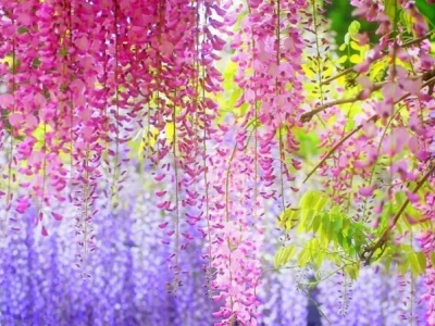 水晶紫藤好還是豐花紫藤好