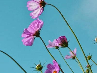 格桑花是幾月份開