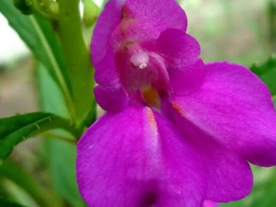 鳳仙花落葉還是常綠