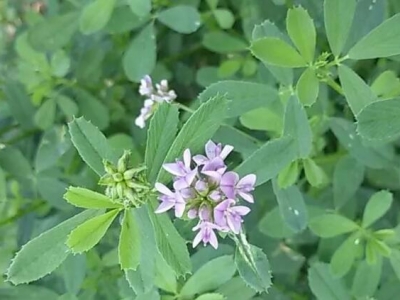 牧草種子什么季節種