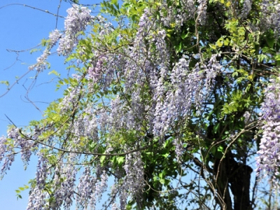 紫藤樹夏天怎么移栽