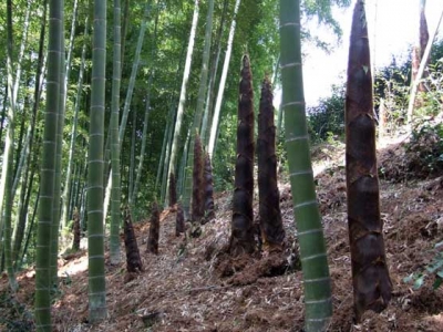 夏天竹子移栽好活不