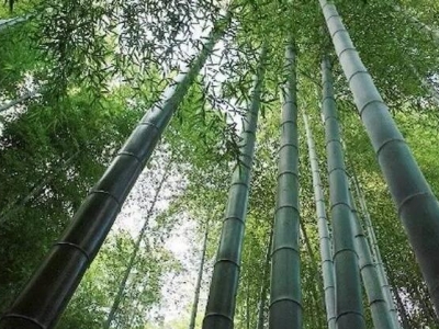 河南住宅區一般栽植的是什么種類的竹子