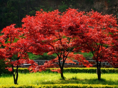 紅楓樹有花嗎？