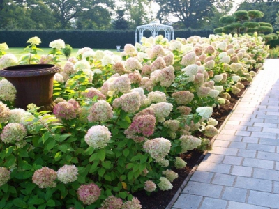 繡球花有味道嗎？