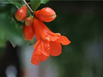 東北有石榴花樹嗎？