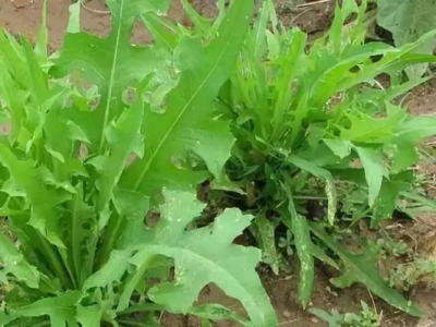 苦荬菜是幾年生植物？