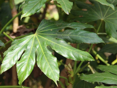 八角金盤是幾年生植物？