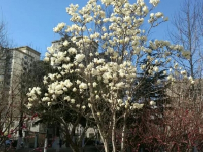 玉蘭樹什么時候發芽