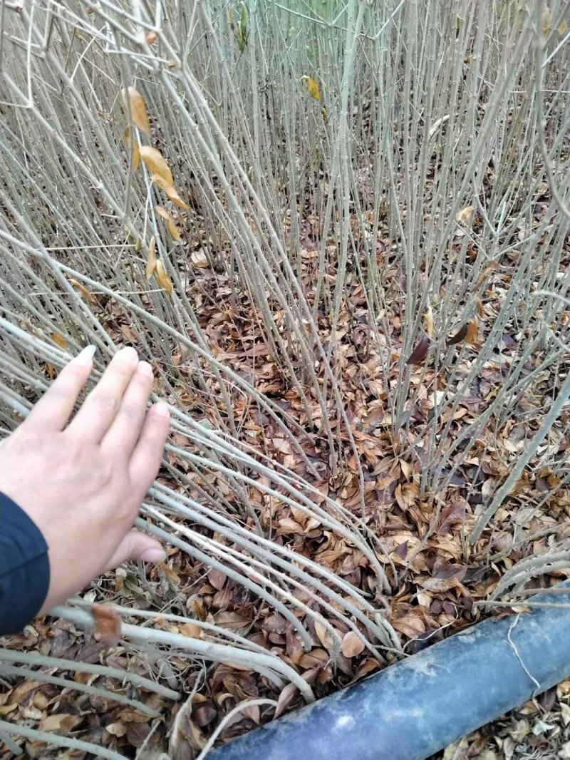 水臘苗水蠟苗苗木植物