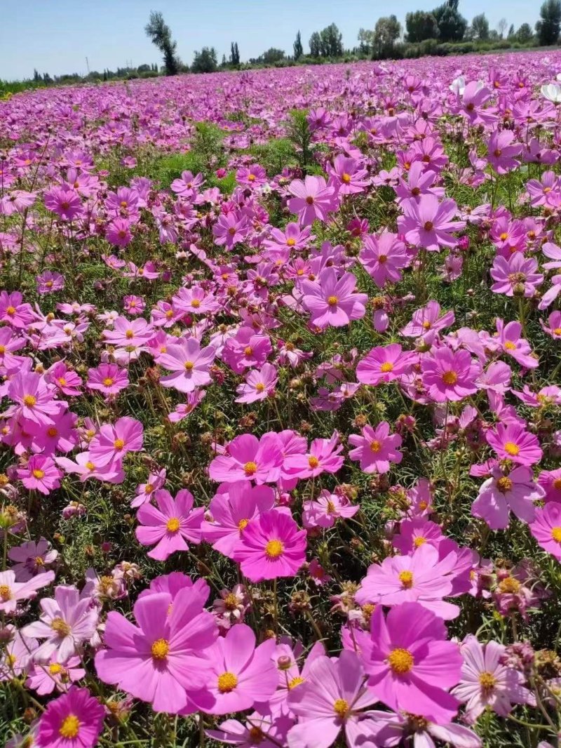 波斯菊花朵花海