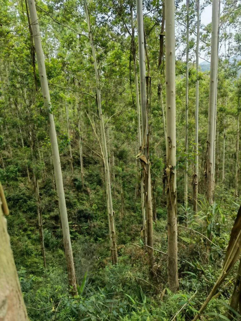 桉樹林速生抗風(fēng)桉樹