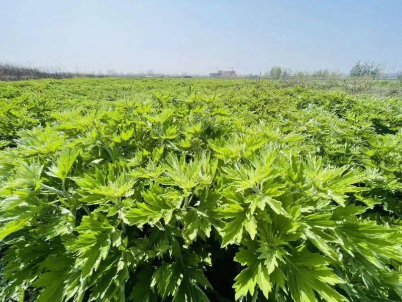 艾草種植基地